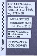 Etiketten zu Melanotus cinerascens (NHMW-ZOO-COL-0007454)